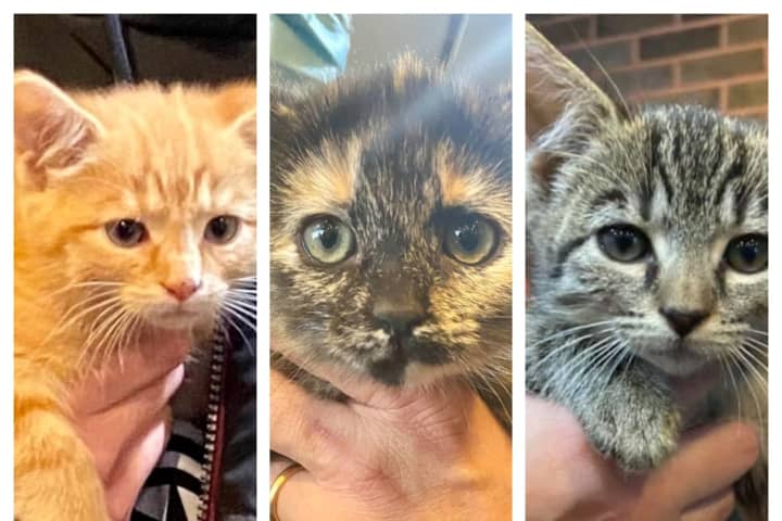 Christmas Comes Early For Kittens Left For Dead At NJ Recycling Center