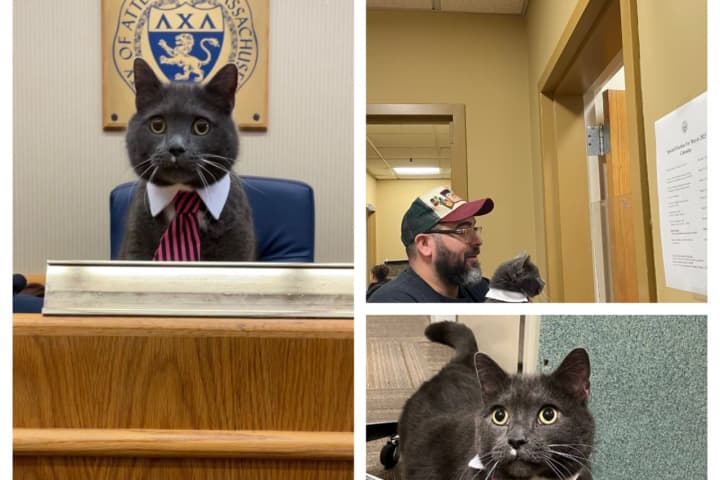 Mr. Spooky's Paws Unable To Shatter Glass Ceiling Of Attleboro Politics