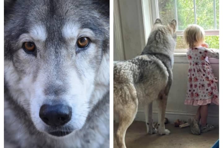 'Wolf Dog' From NJ Sanctuary Mistakenly Killed By Hunter