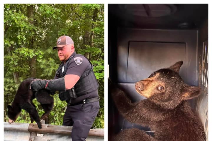Police Rescue Injured Bear Cub In Erving