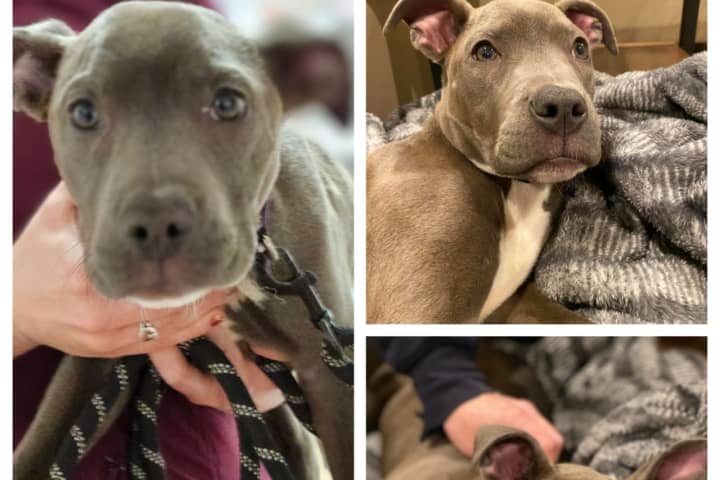 Community Falling For Cupid, Injured Dog Found In Western Mass Road, But Vet Bills Climbing