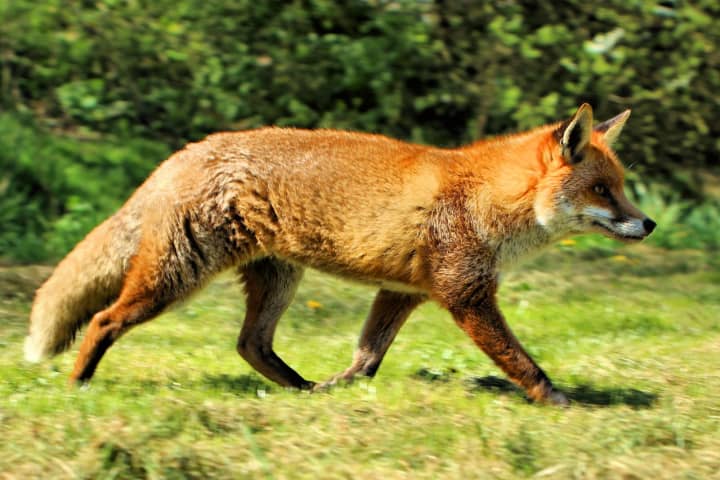 Fox Bites Three In Glen Ridge, Two Others Also Attacked
