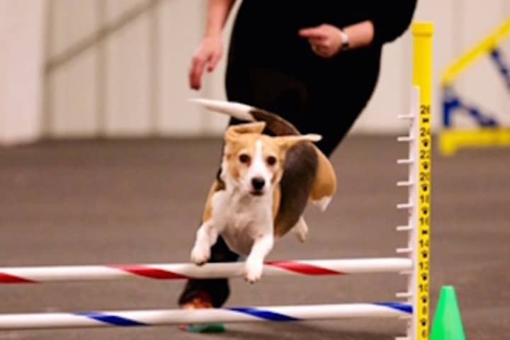 Saddle Brook Canine Academy Sponsors Agility Test For Beginners