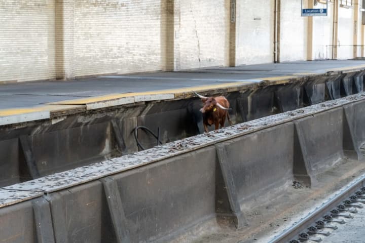Bull Who Wandered Onto NJ Train Tracks Safe At New Home