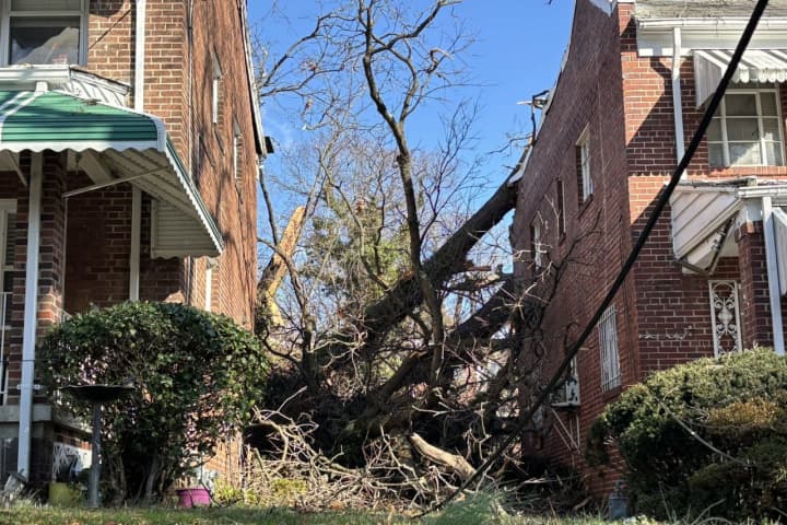 Homes Condemned, Animals Rescued After Tree Toppled Onto Houses In Southeast DC (PHOTOS)