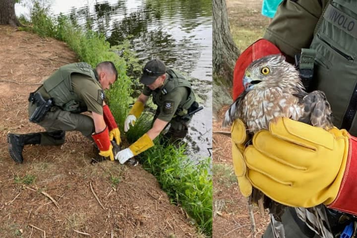 Hawk With Fishing Hook Stuck In Wing Rescued At CT Pond