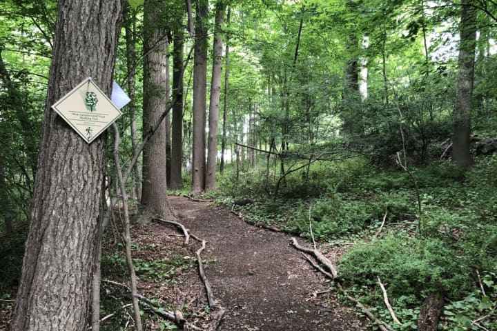 Popular Walking Trail In Fairfield County Reopens After Deer Attacks On People