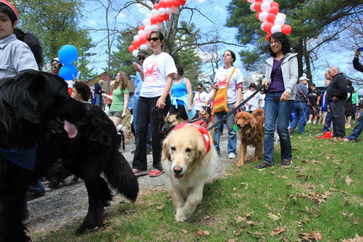 Dogs, Humans Excited For Annual SPCA Dog Walk In Yorktown