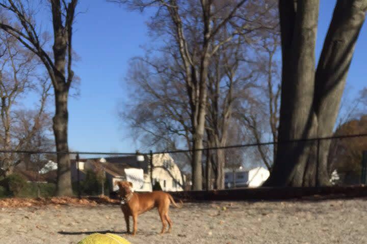 Bergen County Dog Parks Can Reopen