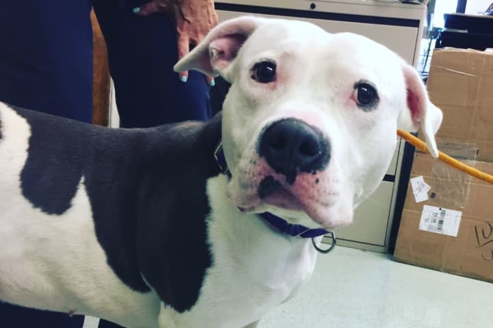 Homeless Bergen Pittie Gets To Be Dog Again; Now All She Needs Is A Family