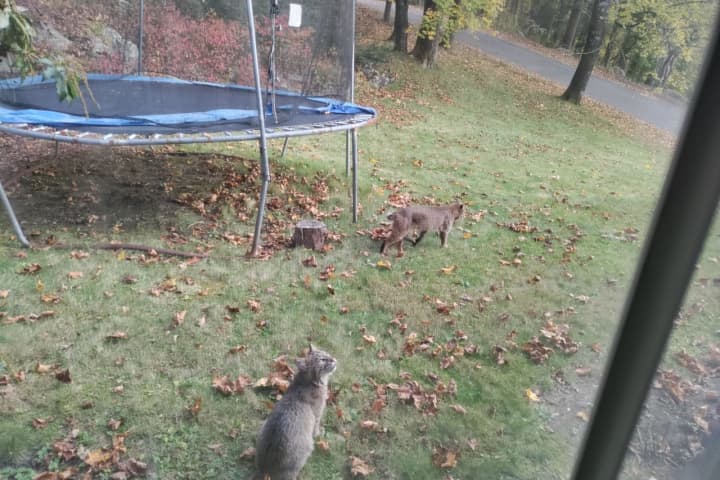 Family Of Bobcats Takes Over Backyard Of Home In New Canaan