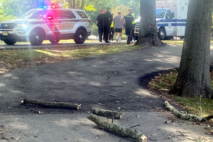 Falling Tree Branch Clips Bergen County Park-Goer