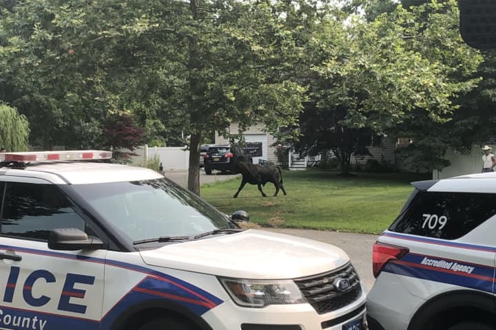 Police Alert Long Island Residents About Escaped Bull On Loose