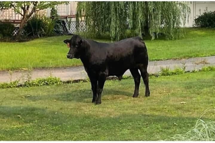 Cow Now: Long Island Animal Rescuers Hope New Method Will Help Lure Bull On Lose