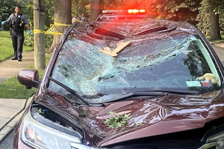Falling Tree Limb Smashes SUV, Couple Survives Unscathed