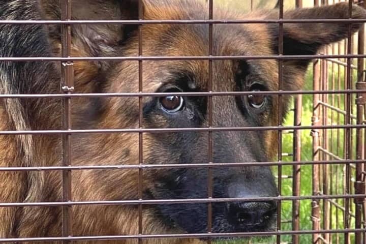 Authorities Probe Alarming Discovery Of German Shepherds Abandoned Throughout Bergen, Passaic