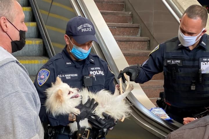 HEROES: Port Authority Responders Rescue Dog Caught At Bottom Of Escalator