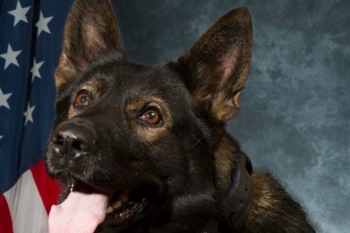 'Once In A Lifetime Partner': Police Dog Who Earned Medal Of Merit Dies In Western Mass Dies