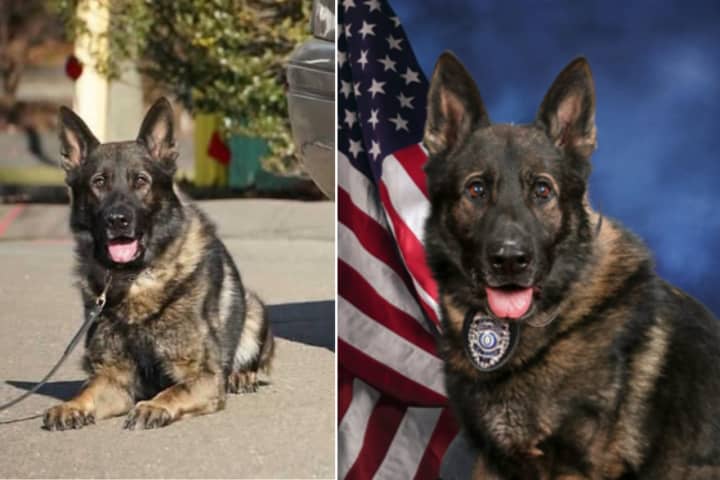 Beloved CT K9 Retires After Nearly 10 Years Of Service