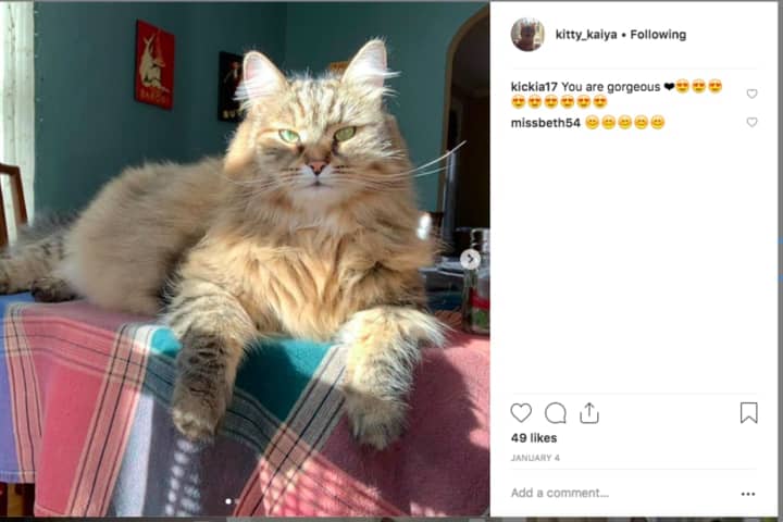 Fairfield County's Kitty Kaiya Is Your Next Cute Cat Fix