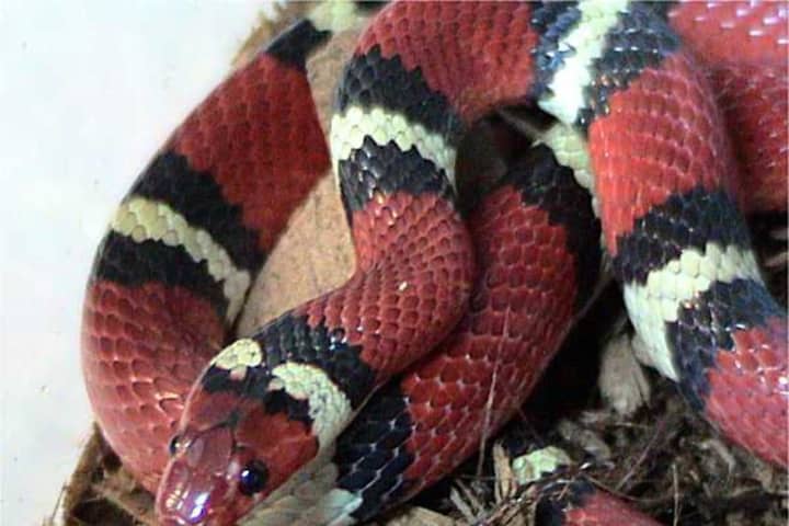 Man Who Transported Endangered Snakes Sentenced In Fairfield County