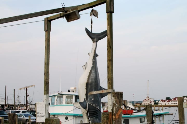 Shark Week Fast Fact: Did You Know Montauk Fisherman Inspired 'Jaws'?