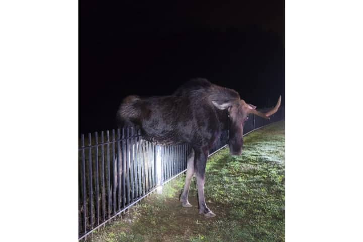 Moose Rescued After Getting Stuck On Fence In Connecticut