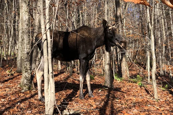 CT DEEP Issues Alert To Motorists After Moose Sighting In Danbury
