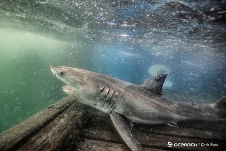 Two Great White Sharks Being Tracked Off Atlantic Coast