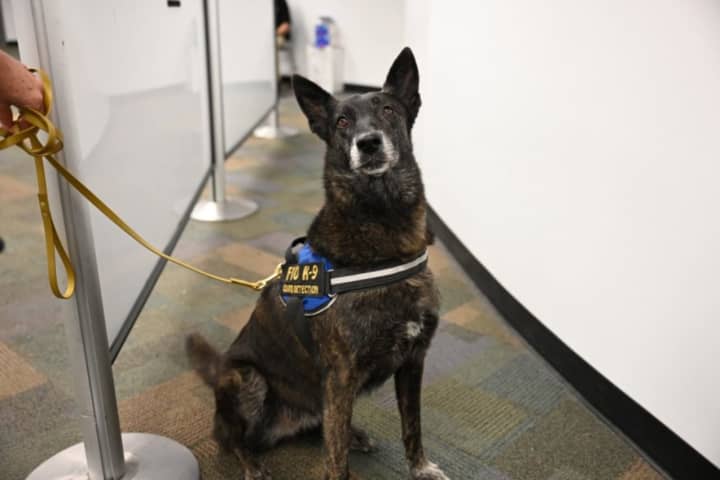 COVID-19: First Airport In US Using Trained Dogs To Detect Virus