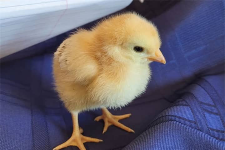 These Suffolk County Businesses Cited For Illegally Selling Baby Chicks