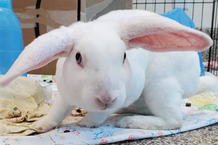 MSPCA, NEAS Waiving Adoption Fees For Rabbits, Guinea Pigs As Cages Fill Up