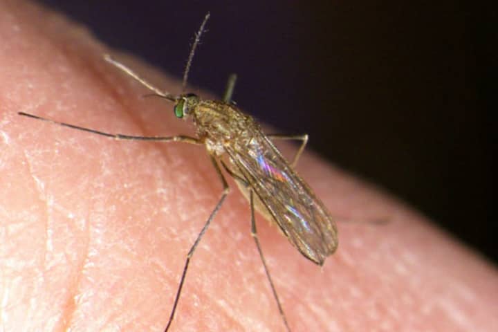 Mosquitoes In MA Test Positive For West Nile Virus; Here's How To Protect Yourself