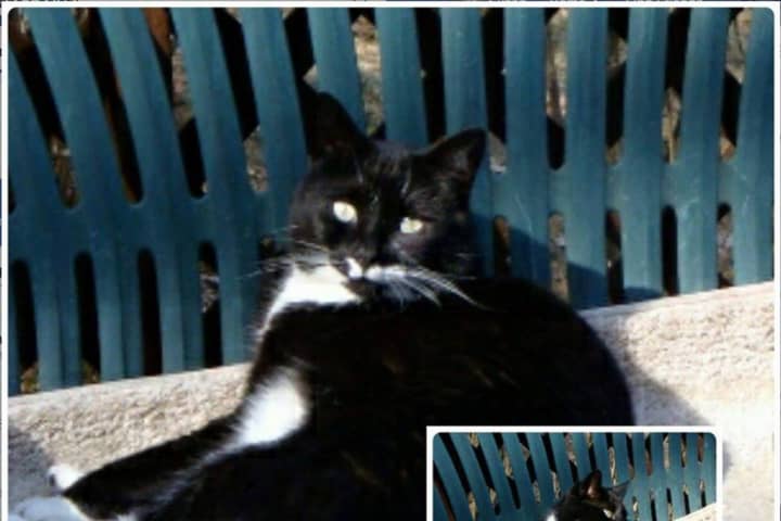 Owners Looking For Missing Mahopac Cat