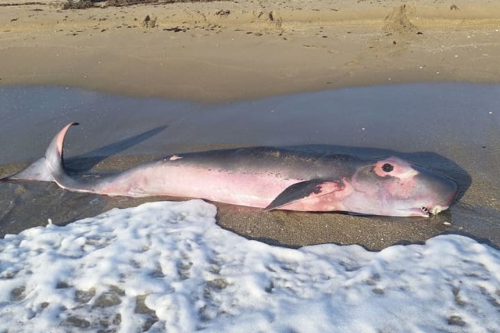 Body Of Rare Pygmy Sperm Whale That Went Missing At Stratford Beach Found