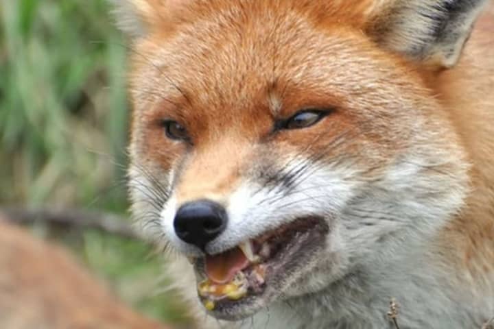Rabid Fox: Leicester Police Warn Residents To Keep Kids, Pets Inside