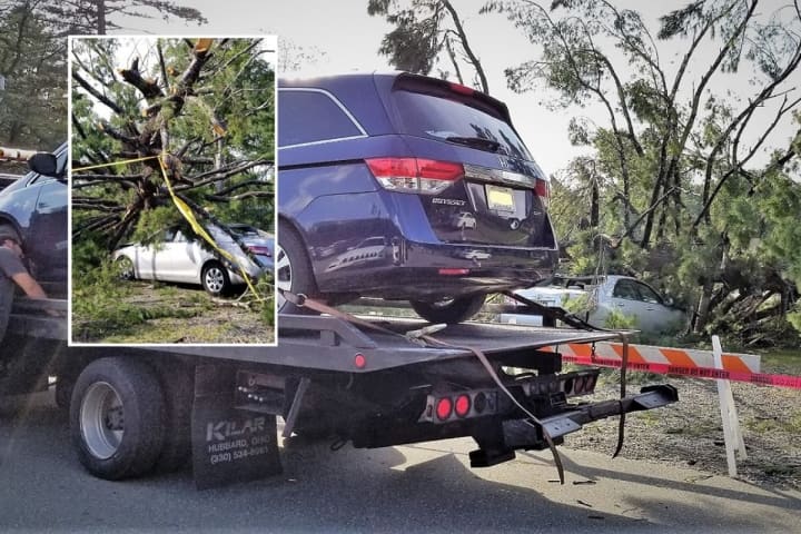 PHOTOS: Huge Tree Falls At Crestwood Lake, Damaging 4 Cars, In Area Where Children Play