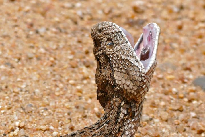 Venomous Snakes, Alligators Found (Some Dead) At Butler Man's Home
