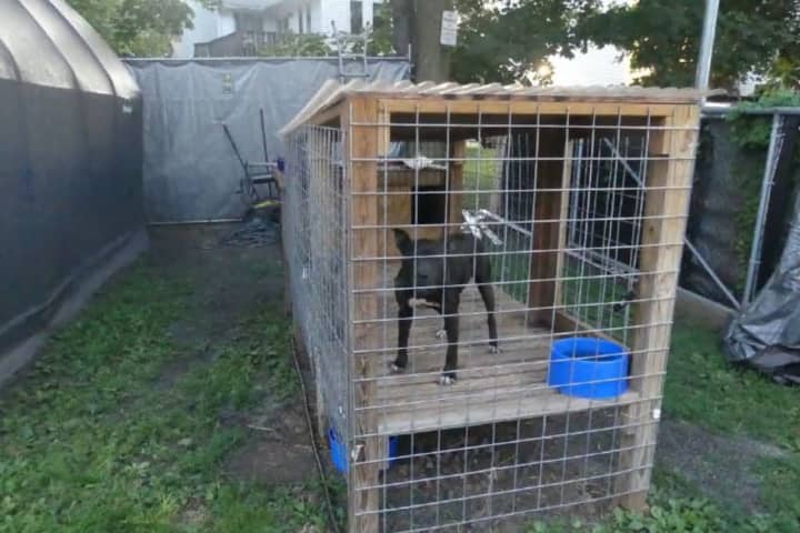 State Takes Custody Of Eight Pit Bulls Involved In Dogfighting Investigation