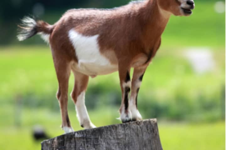 Dozens Of Goats Seized From Property In Redding