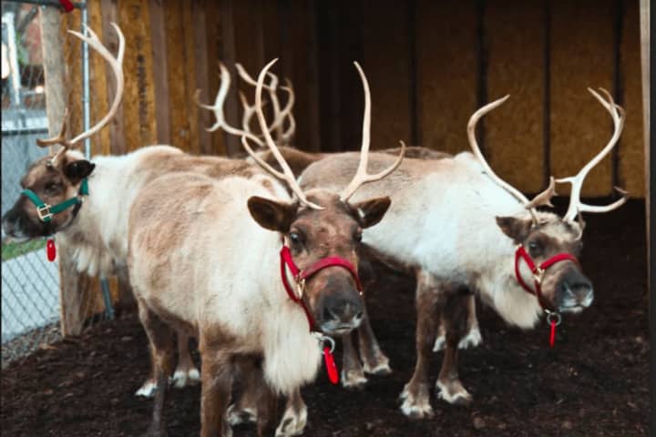 Bring On Winter With A Blast At Greenwich Reindeer Festival