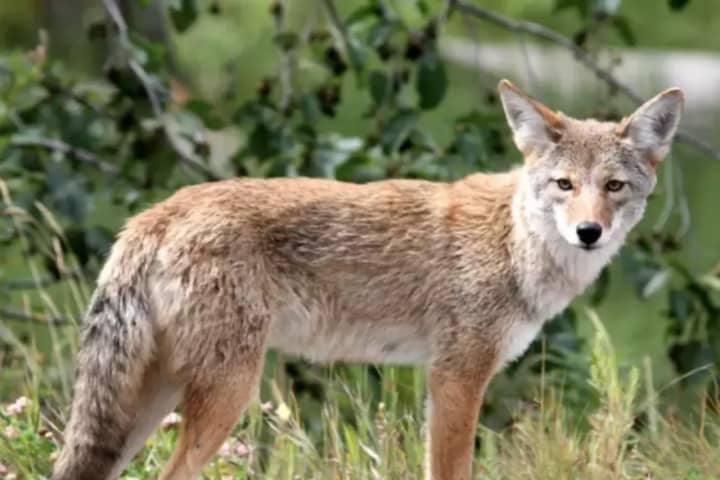 'Large Coyote' Spotted In Lewisboro: Find Out When, Where