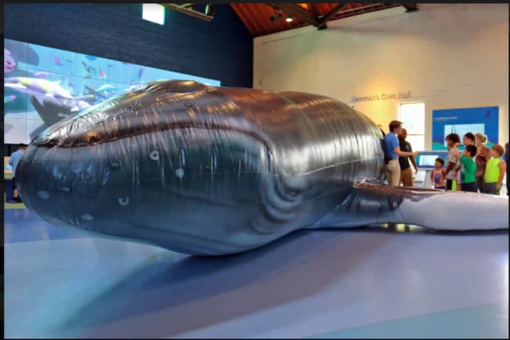 Walk Inside Life-Sized Inflatable Whale At Maritime Aquarium In Norwalk