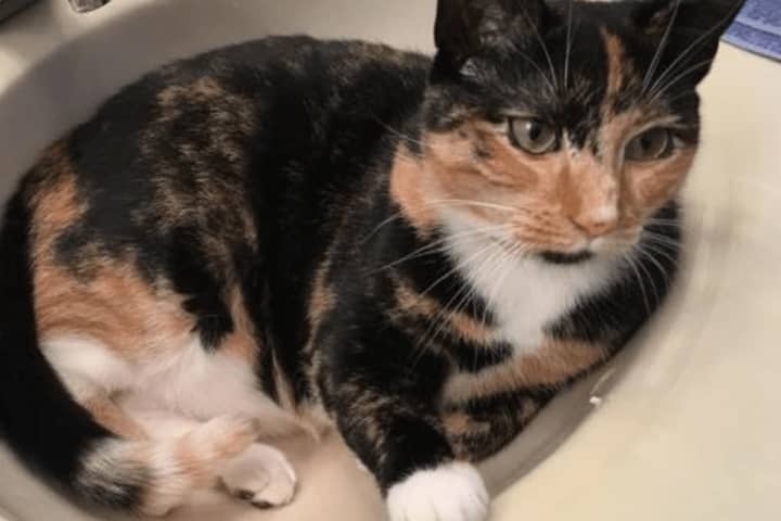 Indoor Cat Goes Missing In Dobbs Ferry