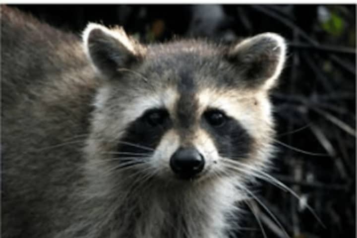 Rabid Raccoon Captured In Dutchess County