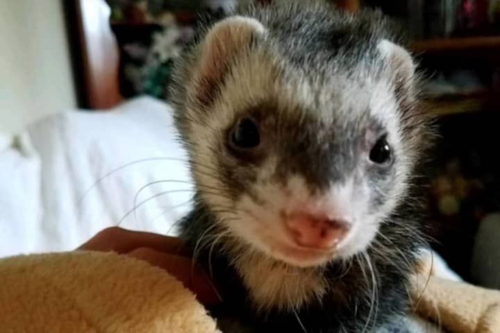 Know It? Loose Ferret Found On Route 6N
