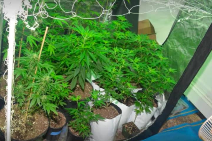 Elaborate Marijuana Grow Operation Busted In Westport