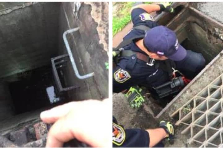 Kitten Stranded In Sewer Rescued After Good Samaritan Calls Yonkers Police
