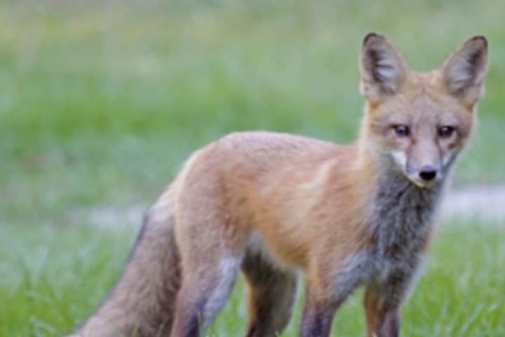 Alert Issued For Fox Sightings In Eastchester