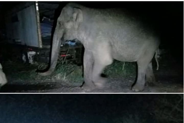 Stray Elephant Strolls Off Sanctuary, Onto Road In Area